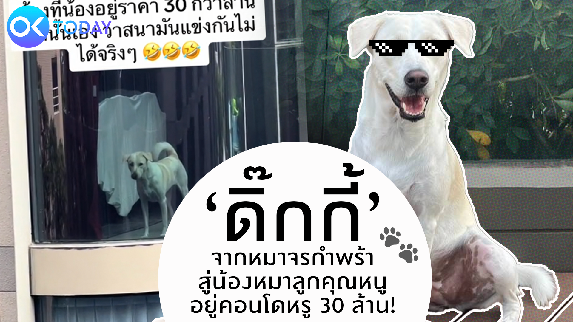 ‘ดิ๊กกี้’ จากหมาจรกำพร้า สู่น้องหมาลูกคุณหนู อยู่คอนโดหรู 30 ล้าน!